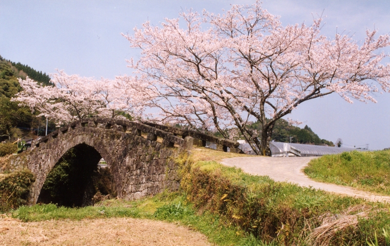 両脇に草花が生えている小道の先に満開に咲きほこっている桜の木と石畳で造られたアーチ型の大窪橋の写真