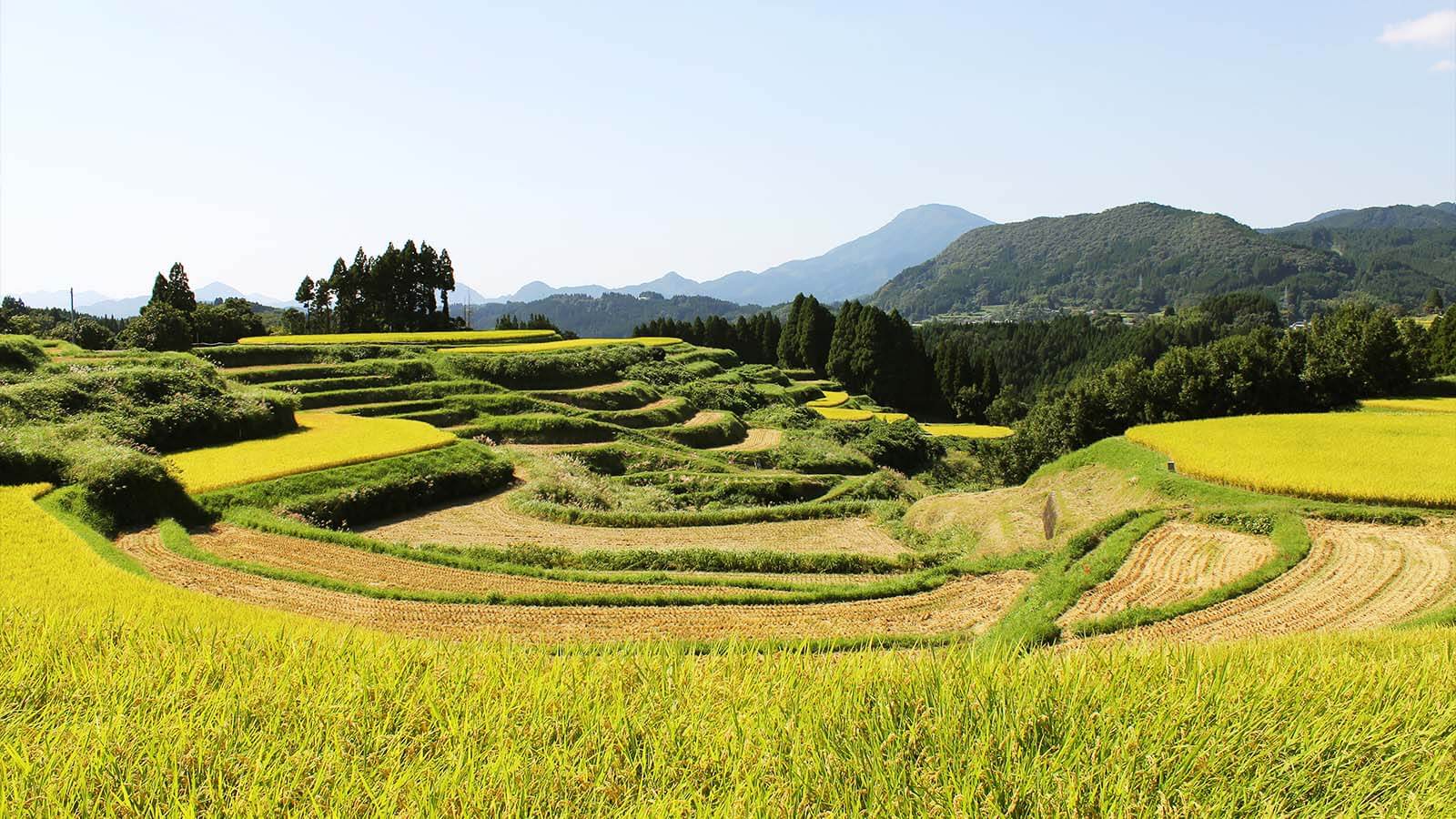 石垣棚田の写真