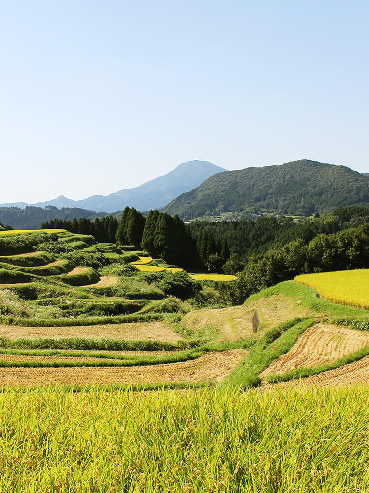 石垣棚田の写真