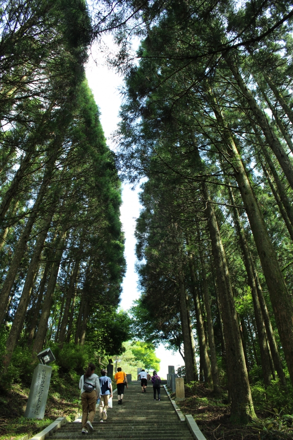 背の高い杉の木が沢山生えている中央にある階段を下の方向から写した釈迦院御坂遊歩道頂上付近の写真