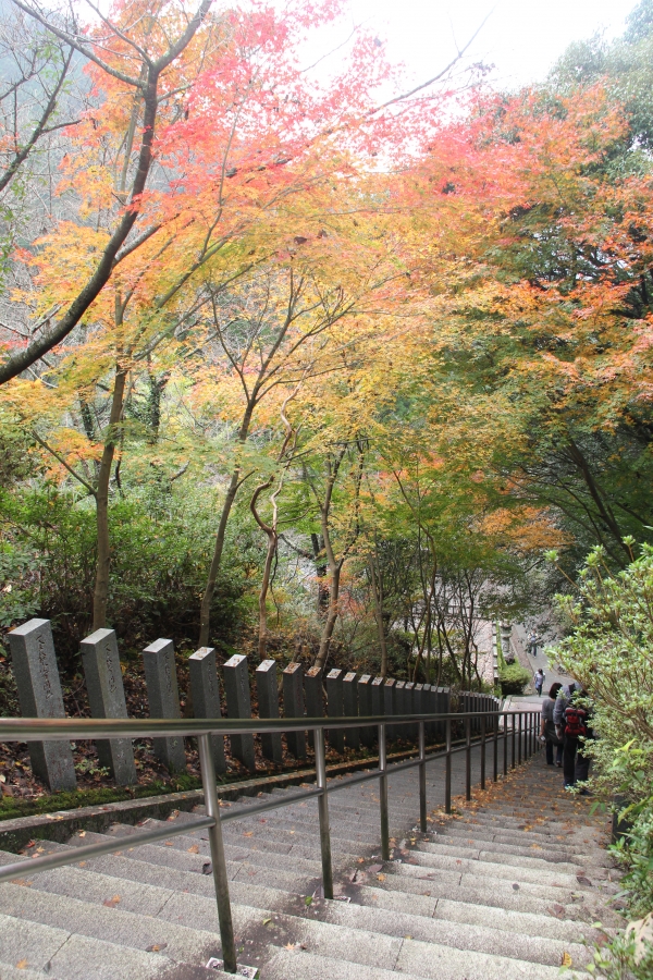 石段から黄色やオレンジ色に紅葉している秋の風景を撮影した写真